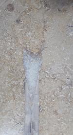 Hibolithes sp. (MONTFORT 1808) - Bild &copy; FossNet FossilienStore